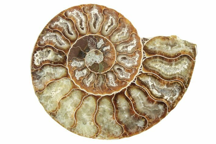 Cut & Polished Ammonite Fossil (Half) - Madagascar #234454